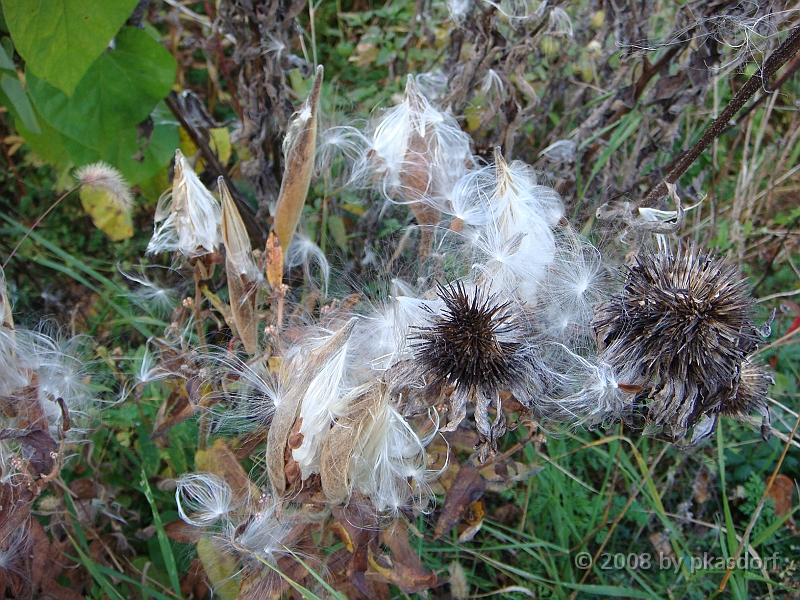 30 Shiawassee National Wildlife Refuge [2008 Nov 5].JPG - Scenes from Shiawassee National Wildlife Refuge in Michigan.